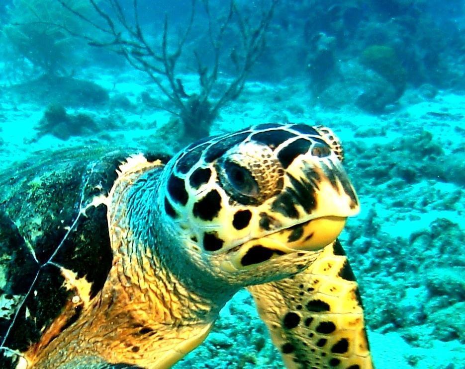 Tortues imbriquées Tortues imbriquées
