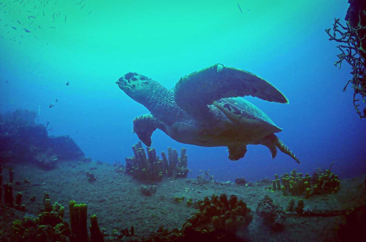 Tortues imbriquées
