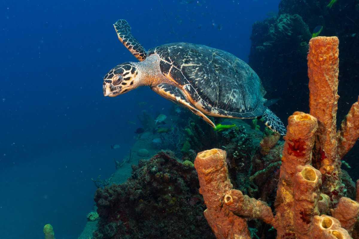 Tortues imbriquées