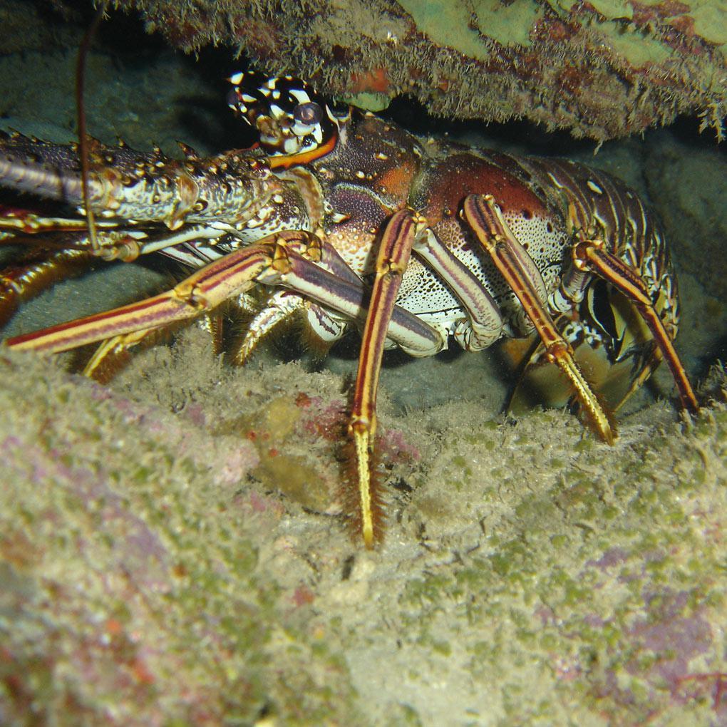 Langoustes