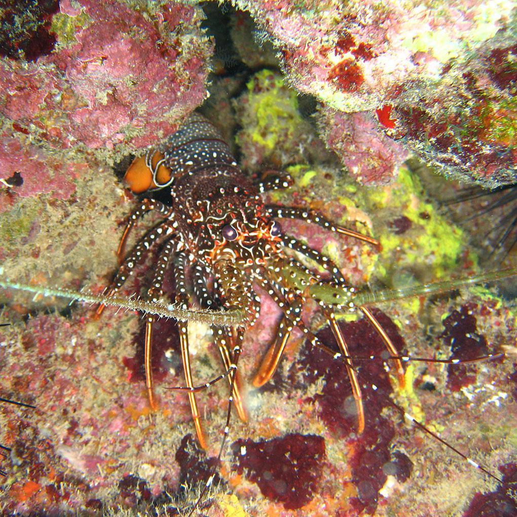 Langoustes Langoustes