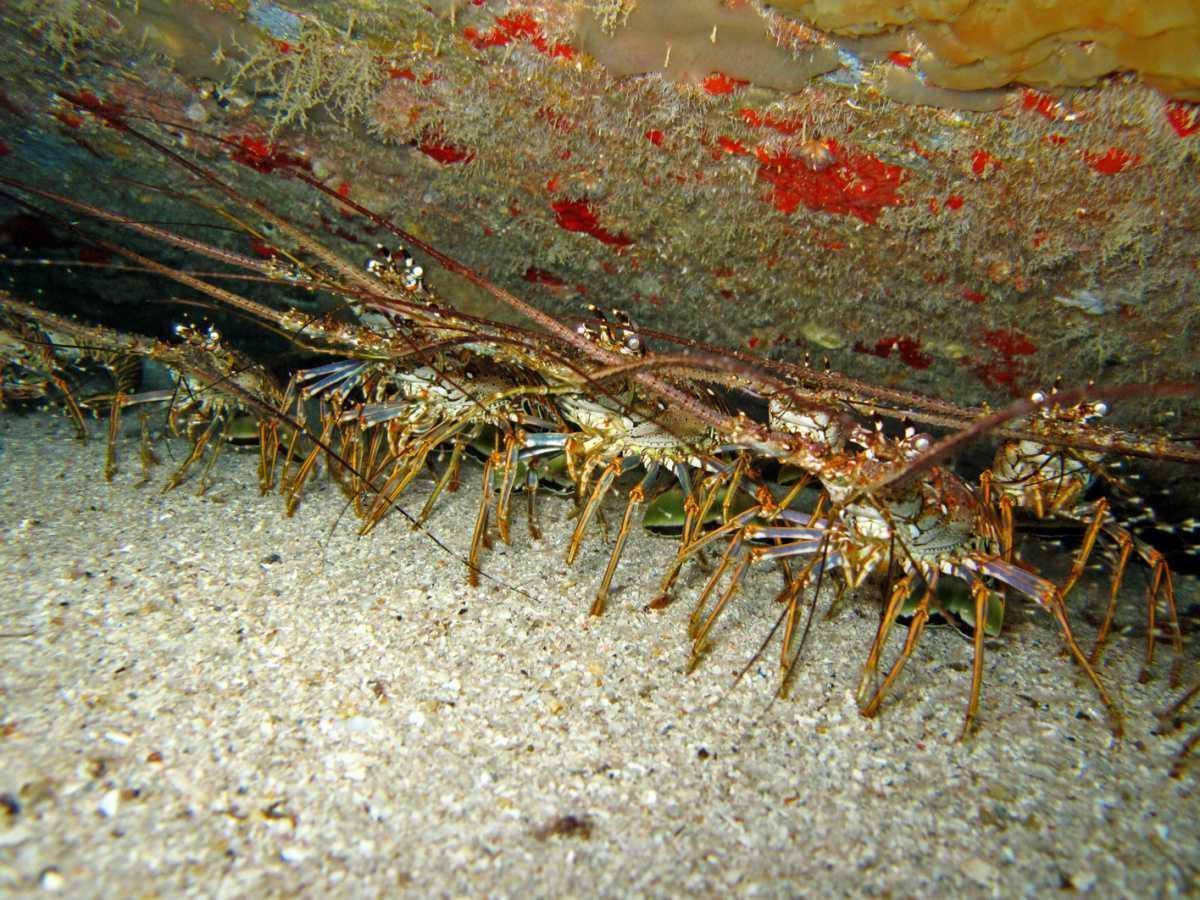 Langoustes