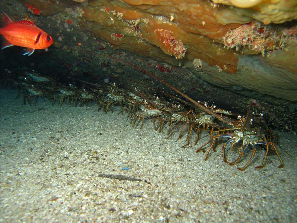 Langoustes Langoustes