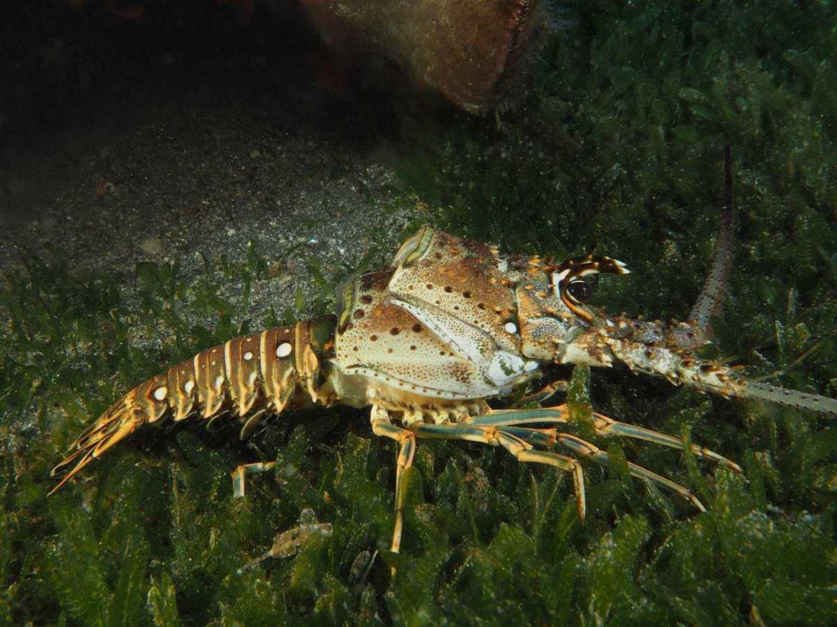 Langoustes