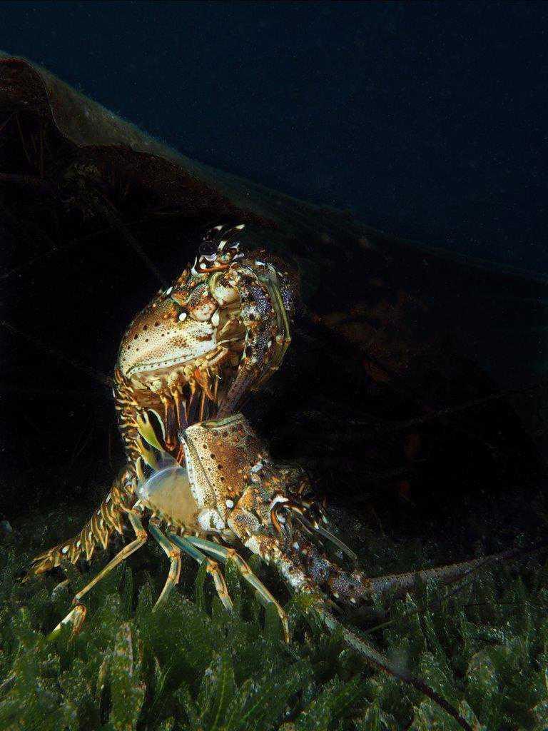 Langoustes Langoustes