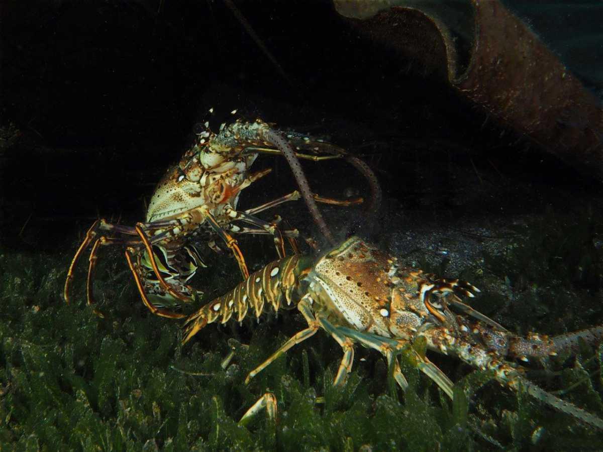 Langoustes Langoustes