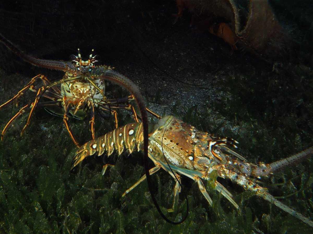 Langoustes Langoustes