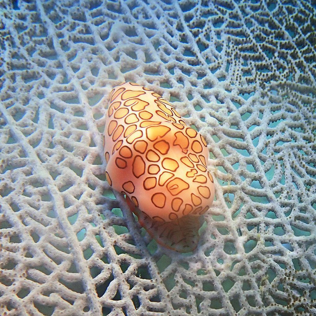 Coquillages Coquillages