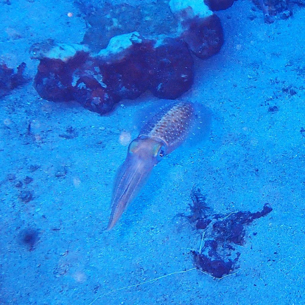 Calamars Calamars