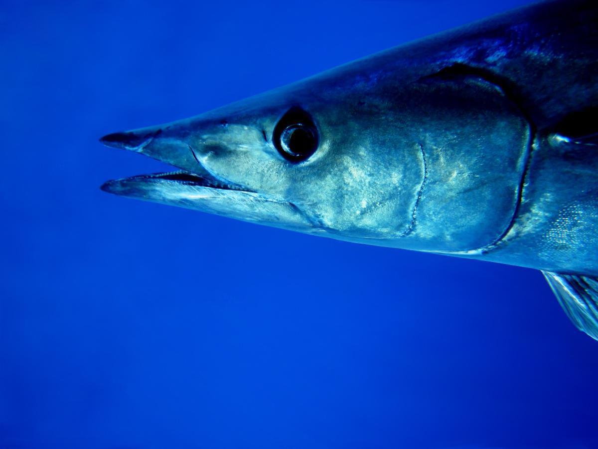 Wahoo