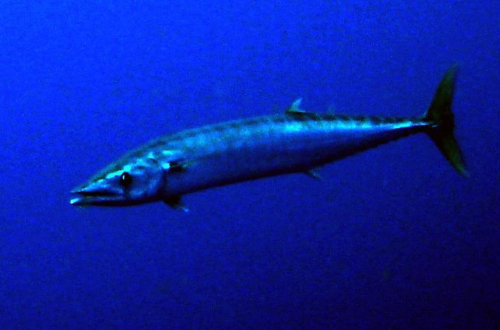 Wahoo