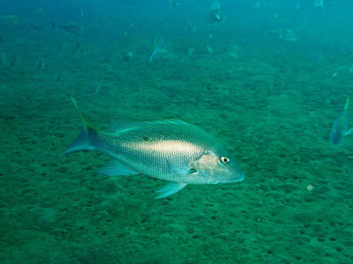 Sarde