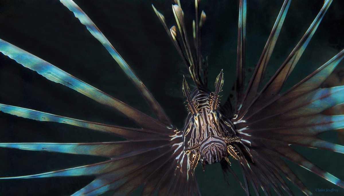 Poisson Lion