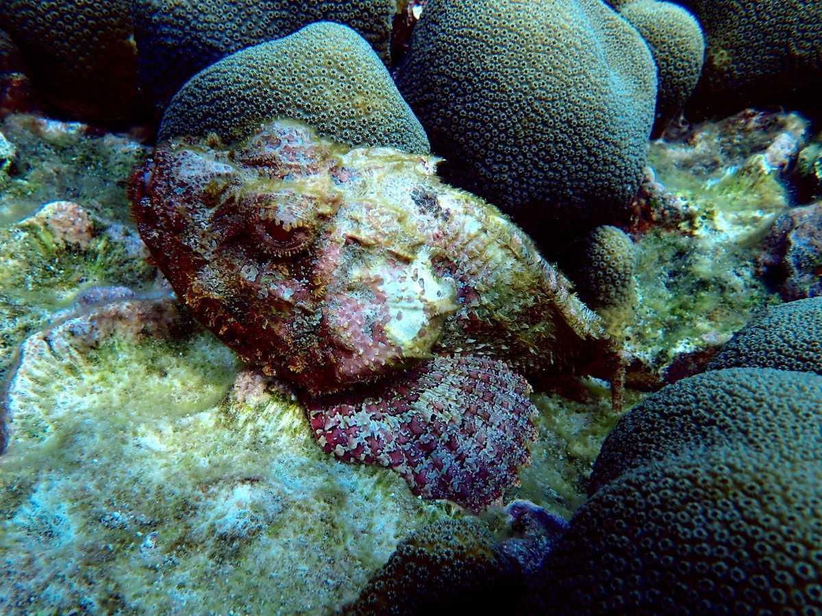 Poisson Scorpion Poisson Scorpion