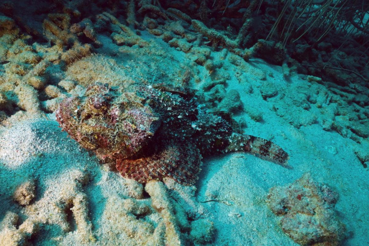 Poisson Scorpion