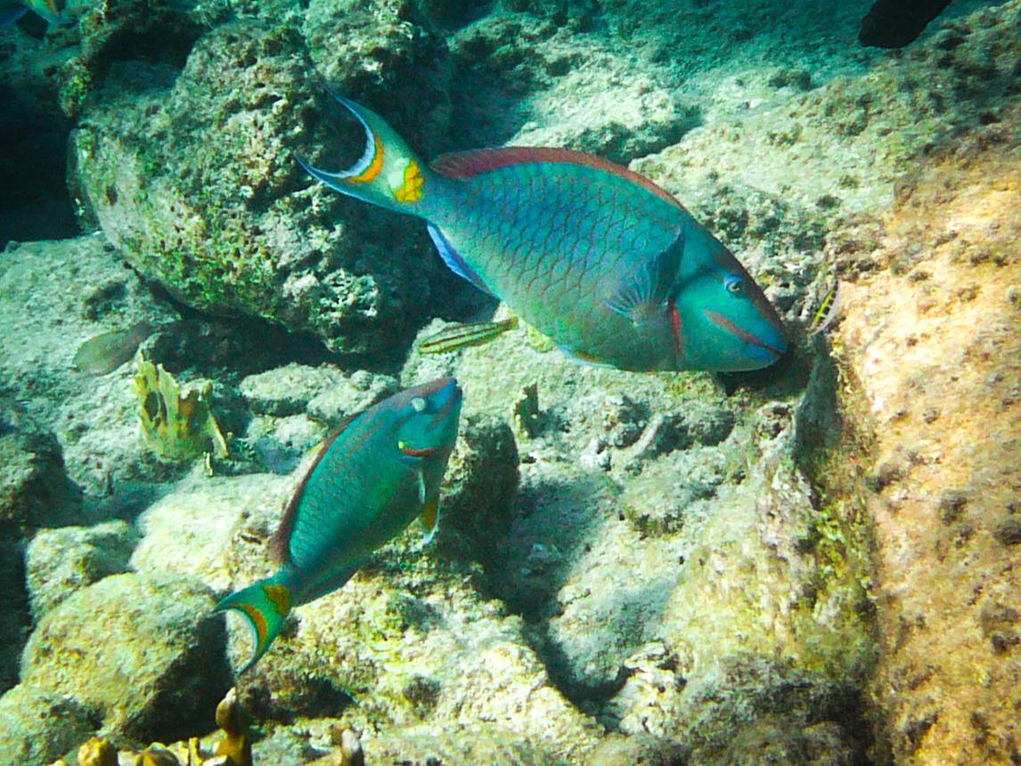 Perroquet Feu tricolore