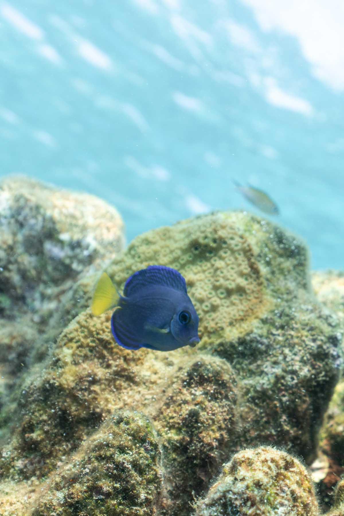 Chirurgien Bleu