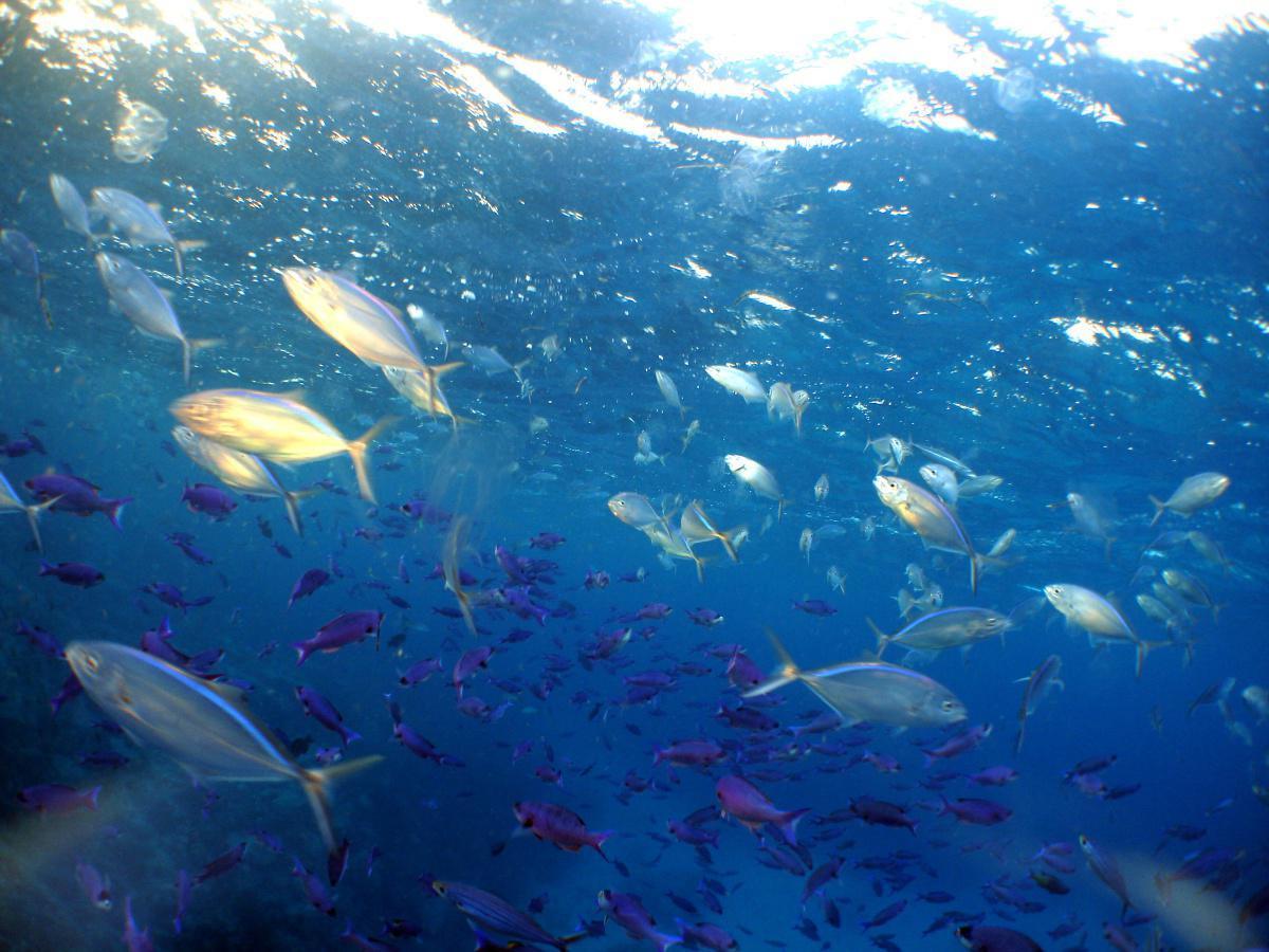 Généralités sur les poissons fourrage