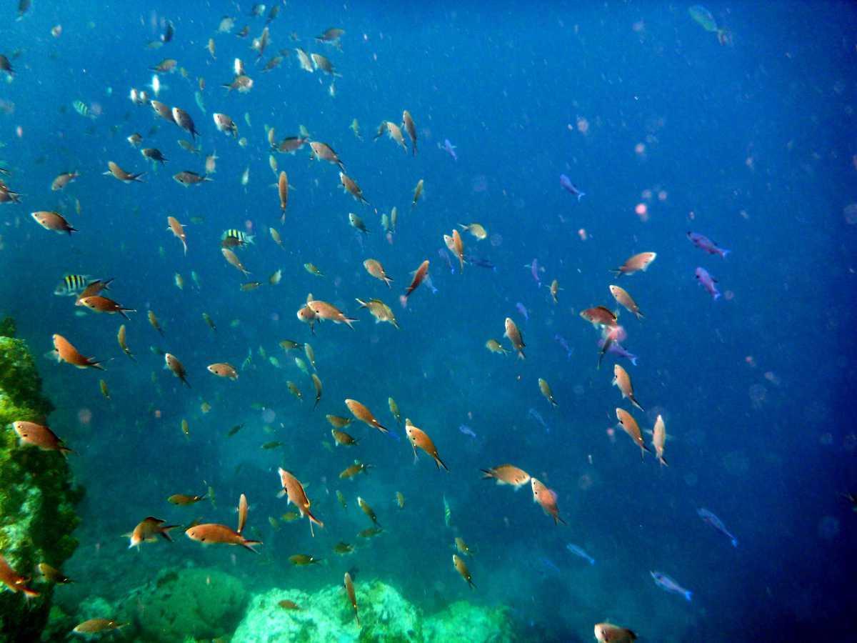 Généralités sur les poissons fourrage Généralités sur les poissons fourrage