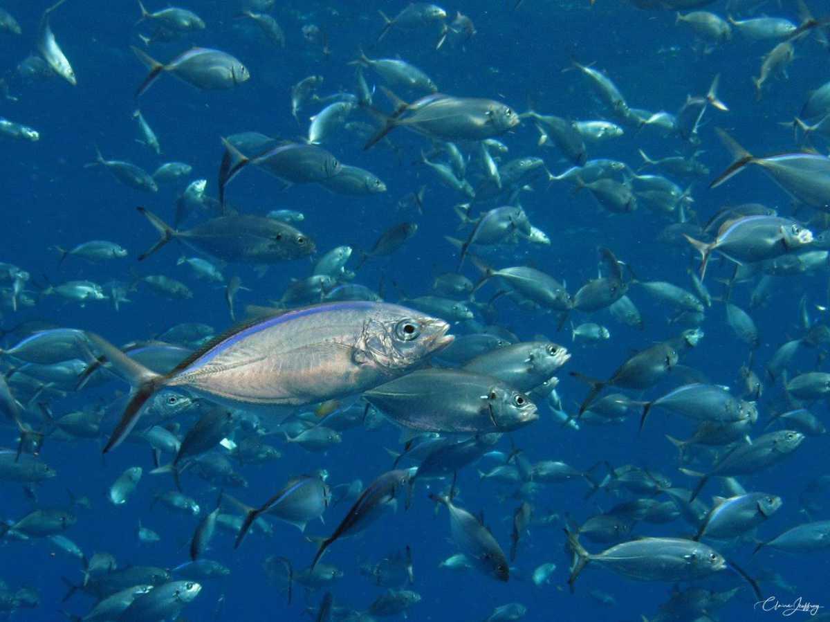 Généralités sur les poissons fourrage