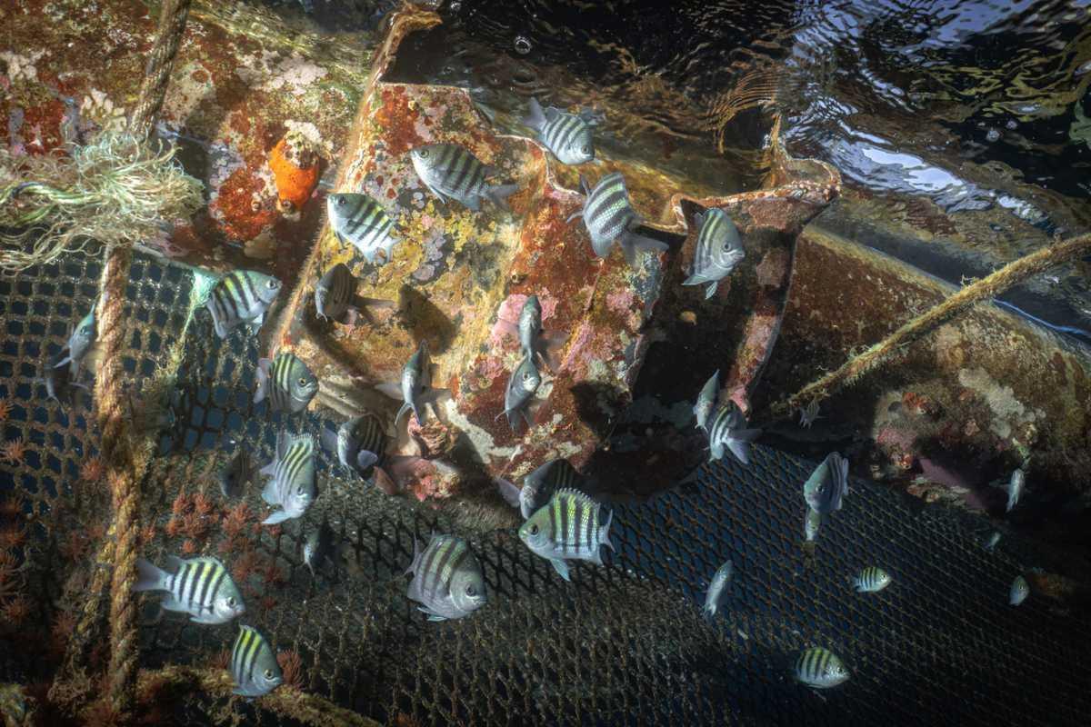 Généralités sur les poissons fourrage Généralités sur les poissons fourrage