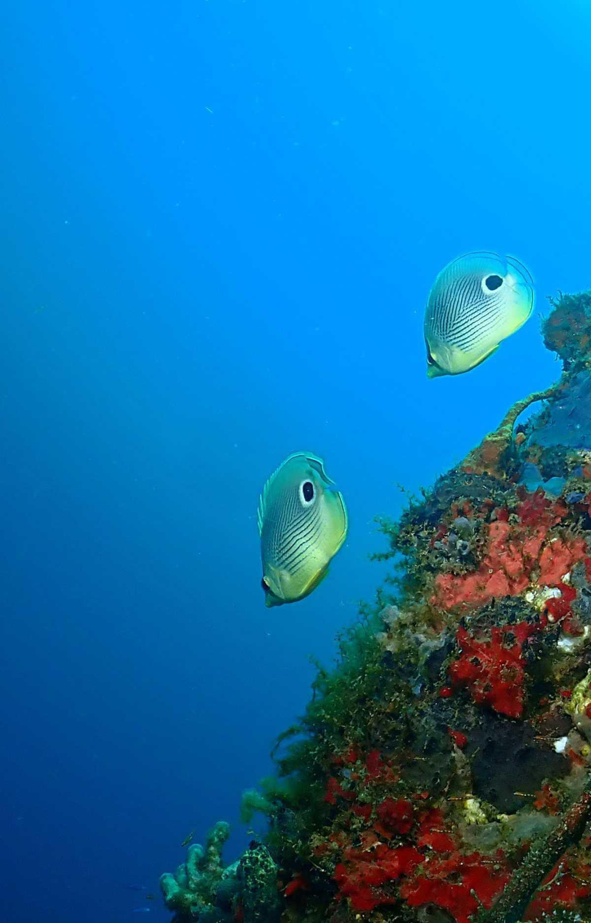 Généralités sur les Papillons