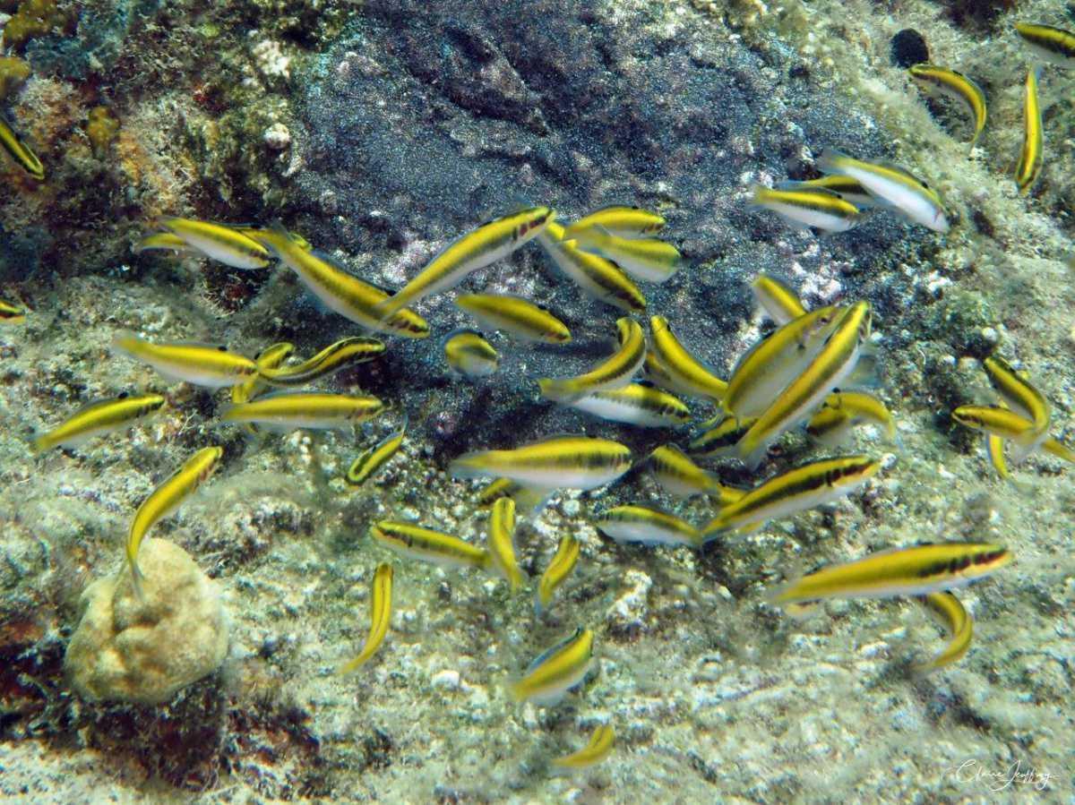 Girelles 