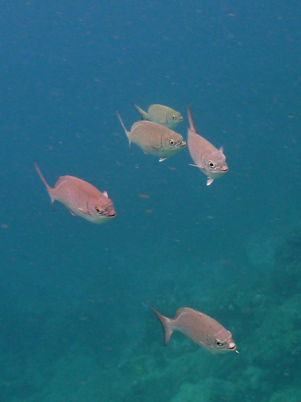 Saupe Brésilienne 