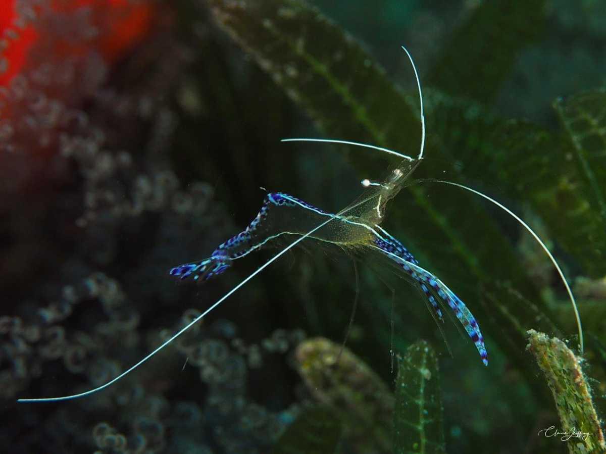 Crevettes 
