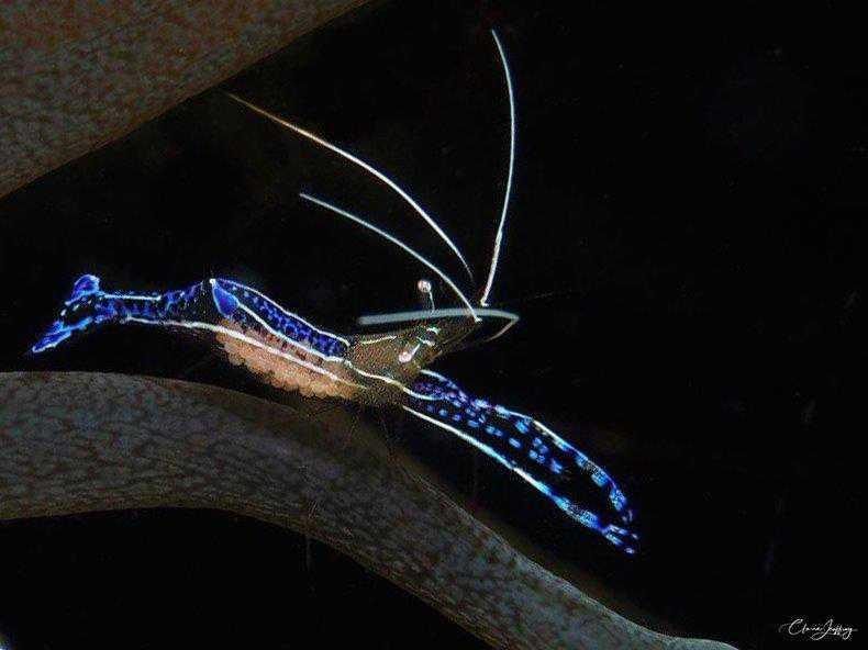 Crevettes Crevettes