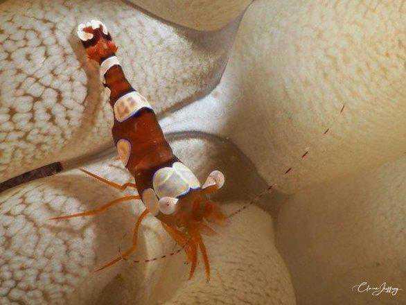 Crevettes Crevettes