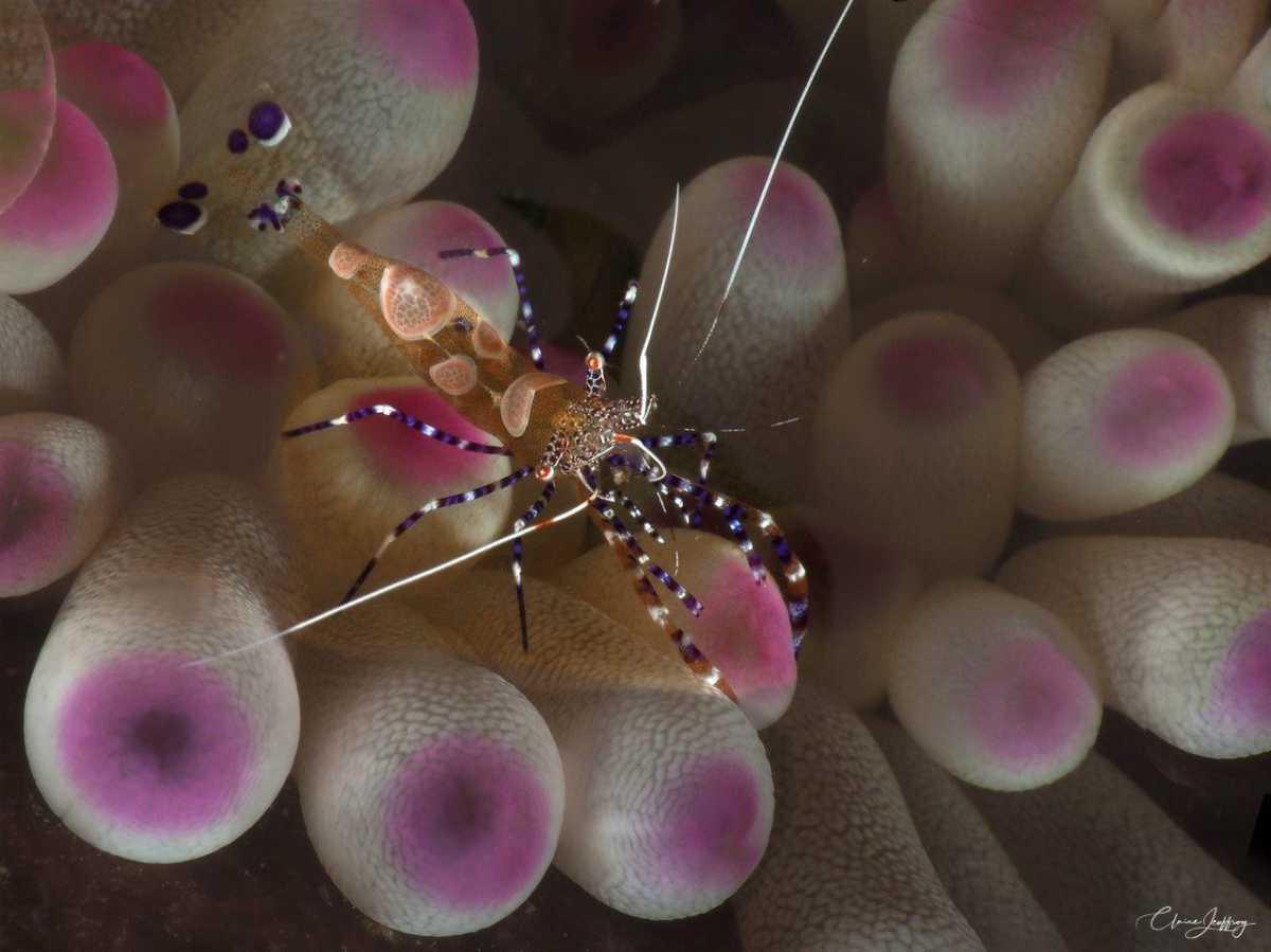Crevettes 