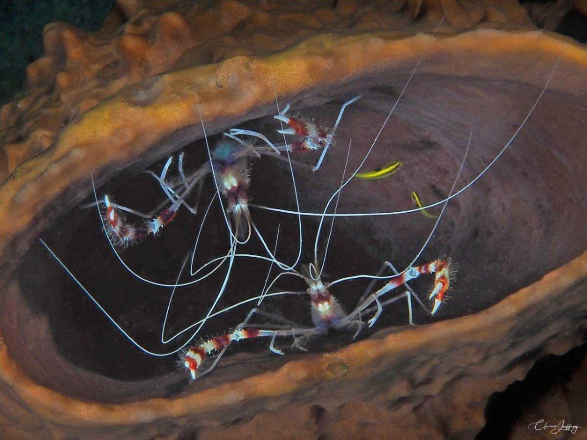 Crevettes 