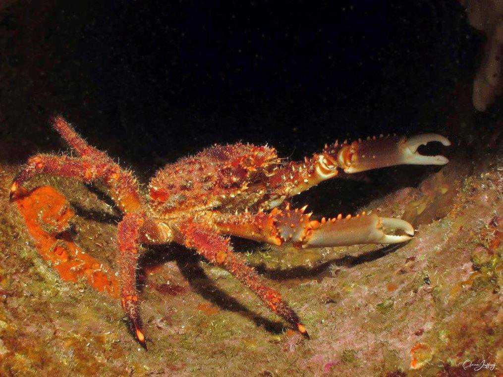 Crabes