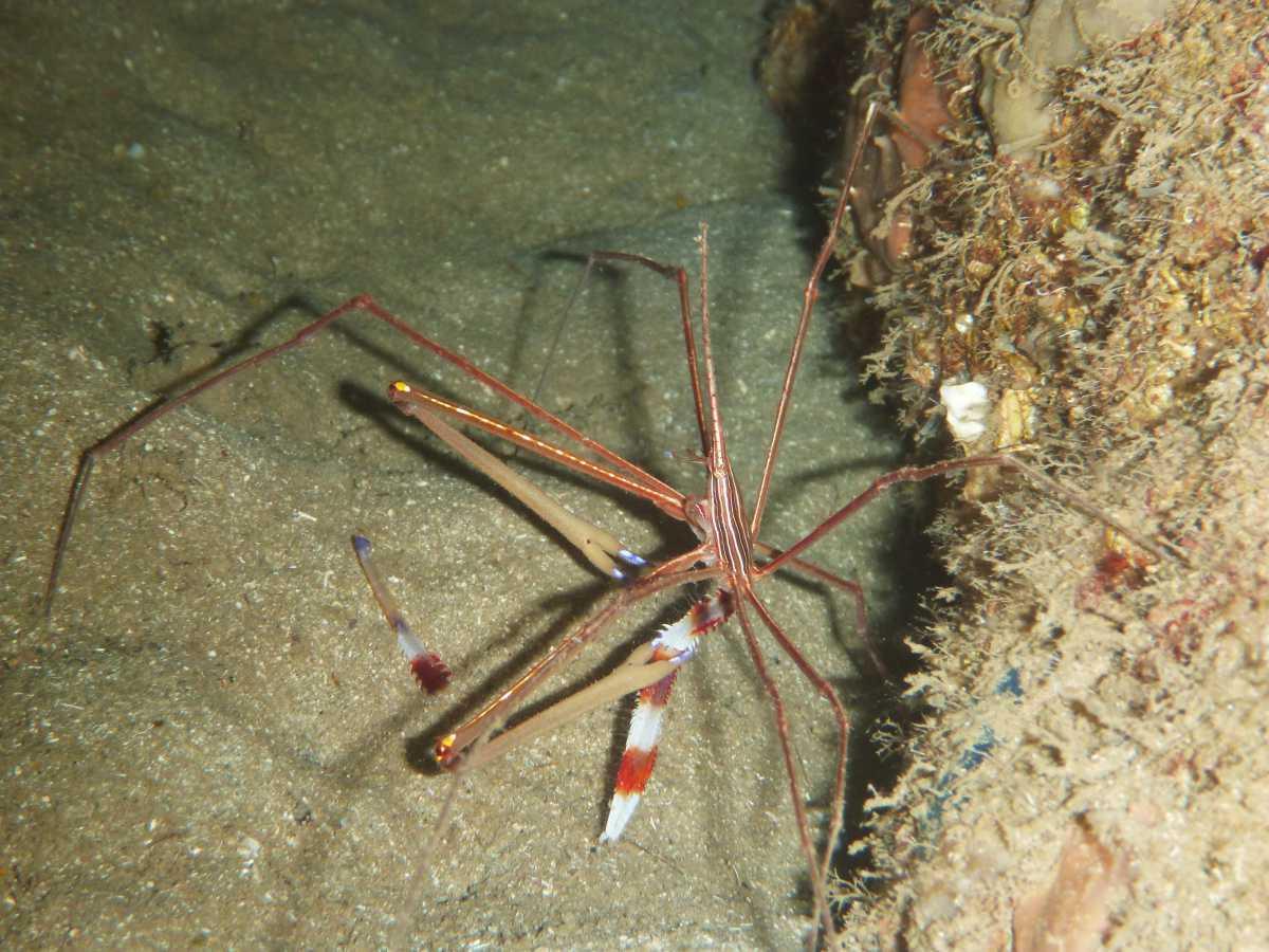 Crabes