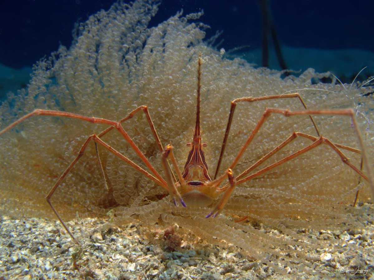 Crabes Crabes