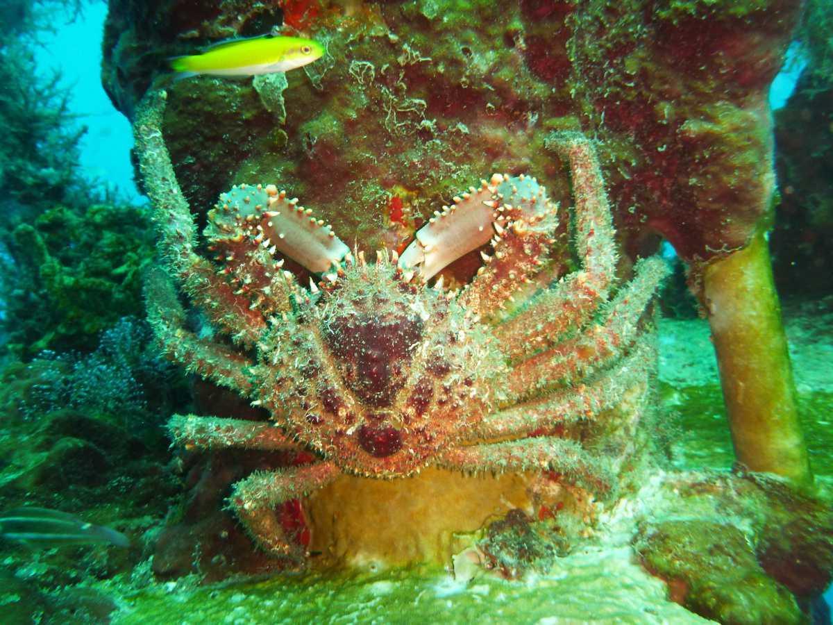 Crabes Crabes
