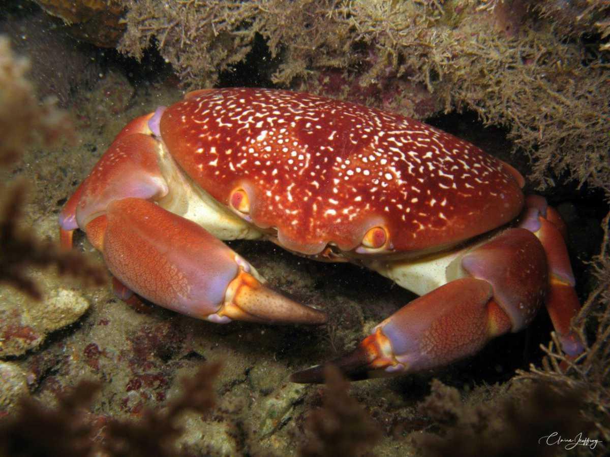 Crabes Crabes