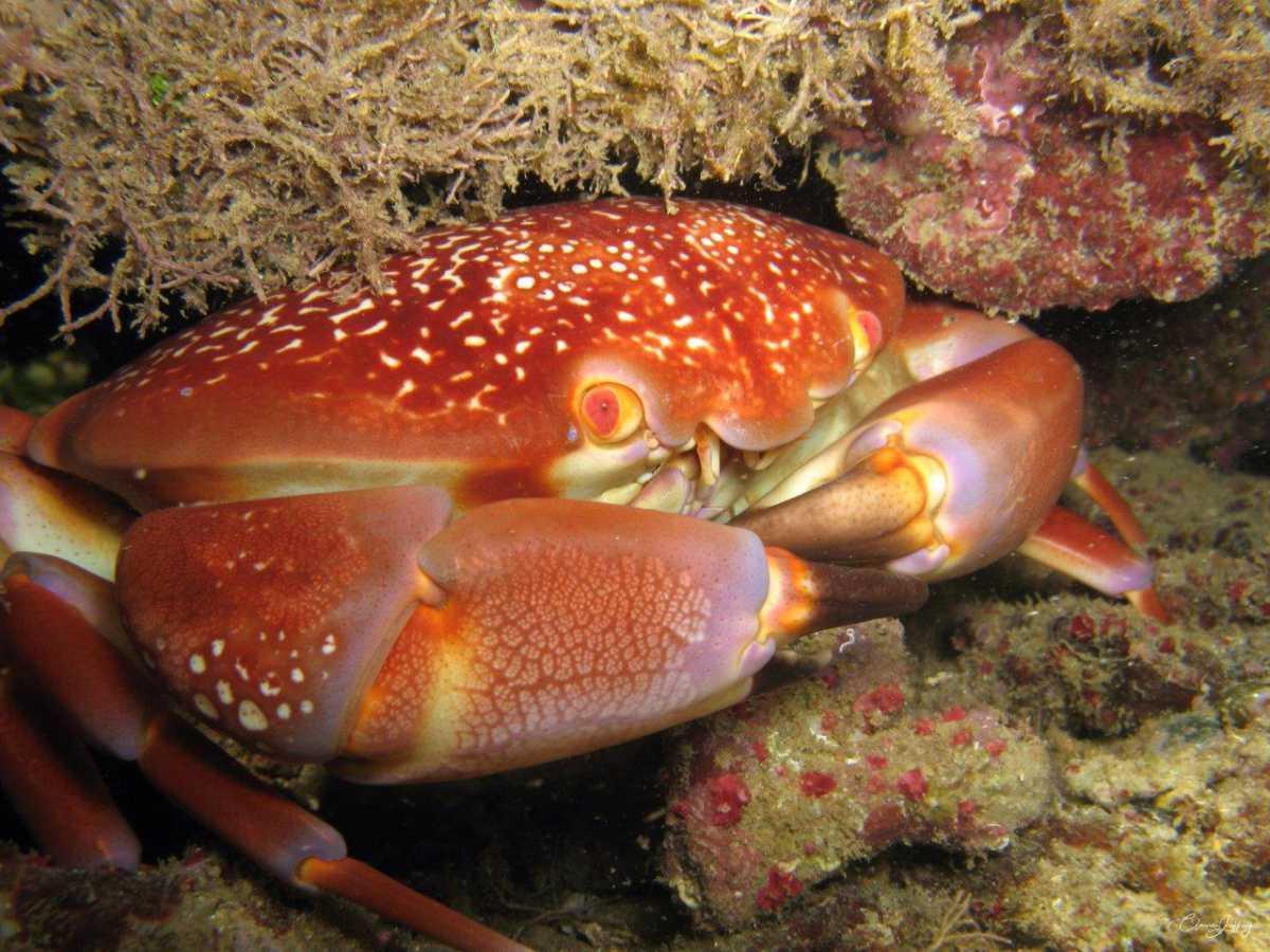 Crabes