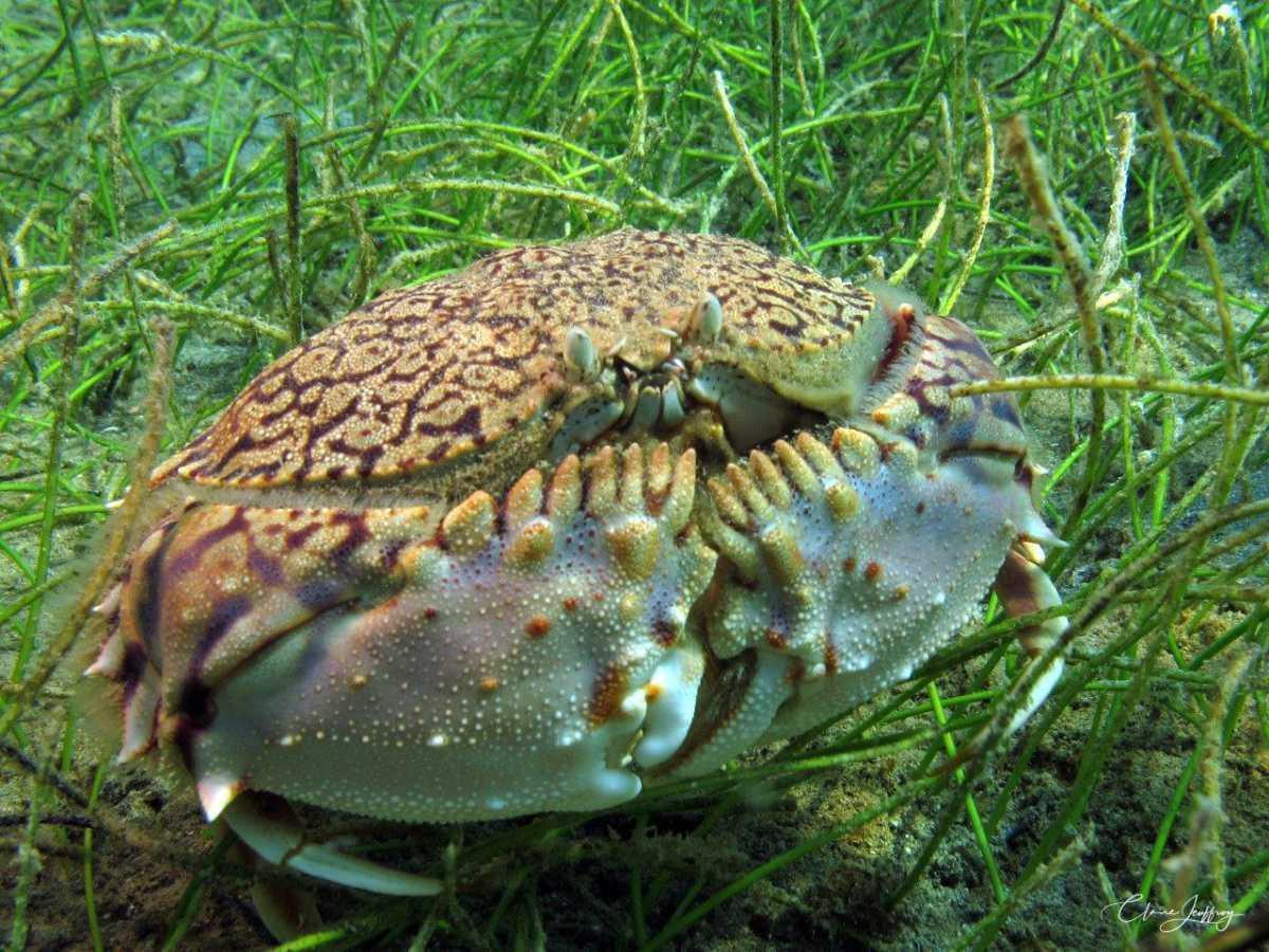 Crabes