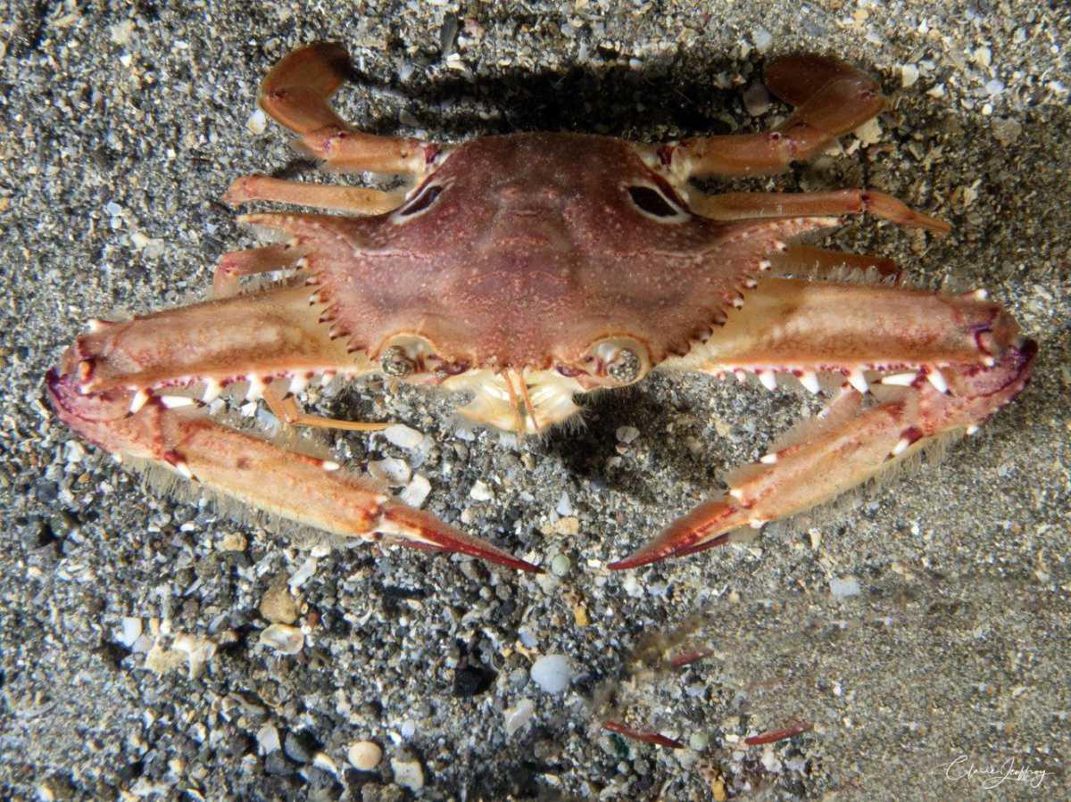 Crabes