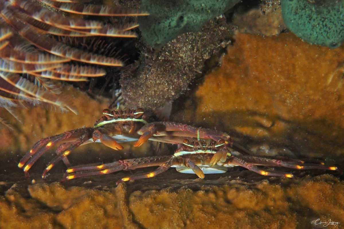 Crabes