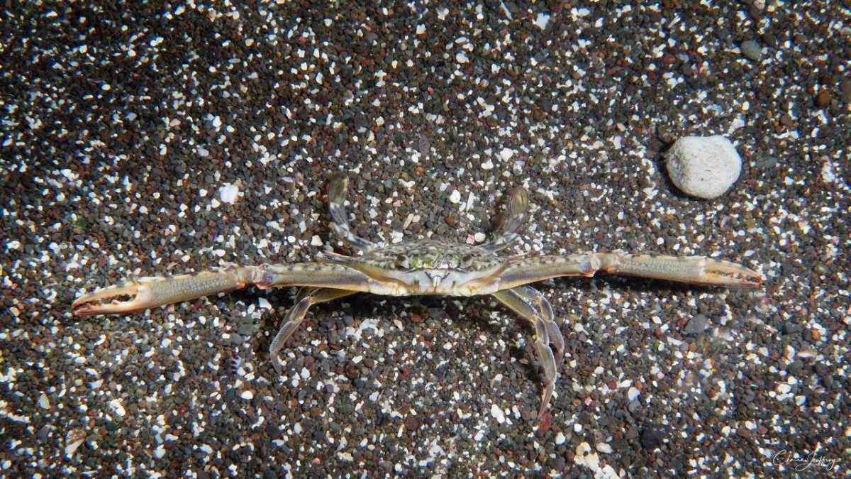 Crabes