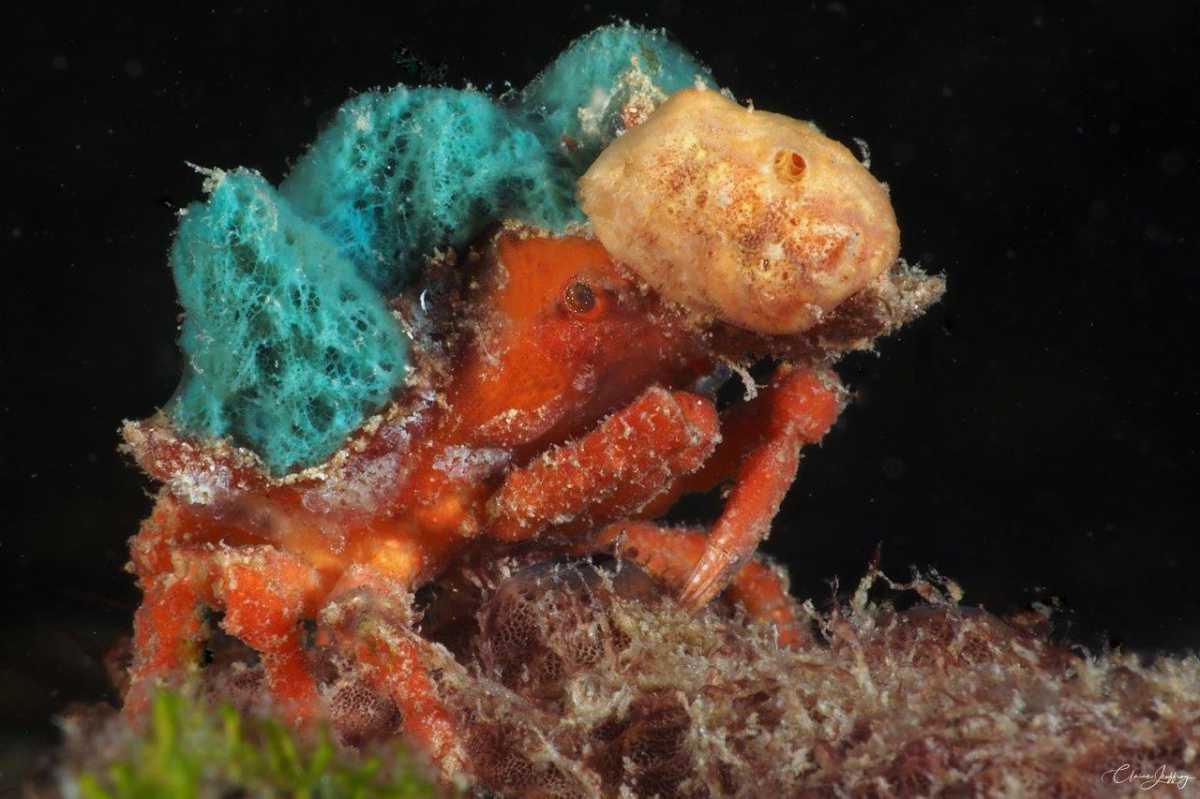 Crabes
