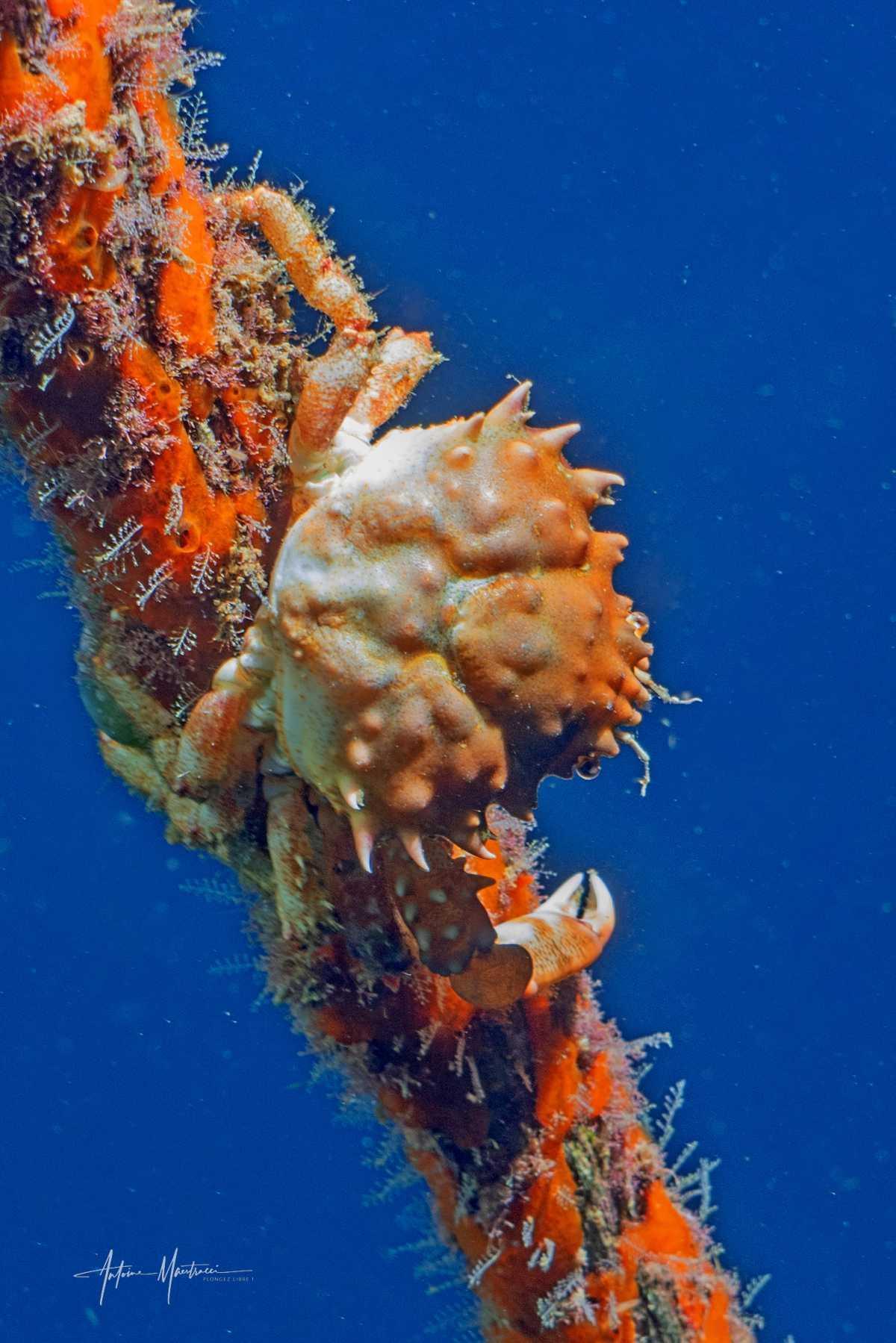 Crabes