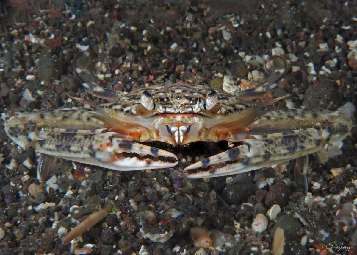 Crabes