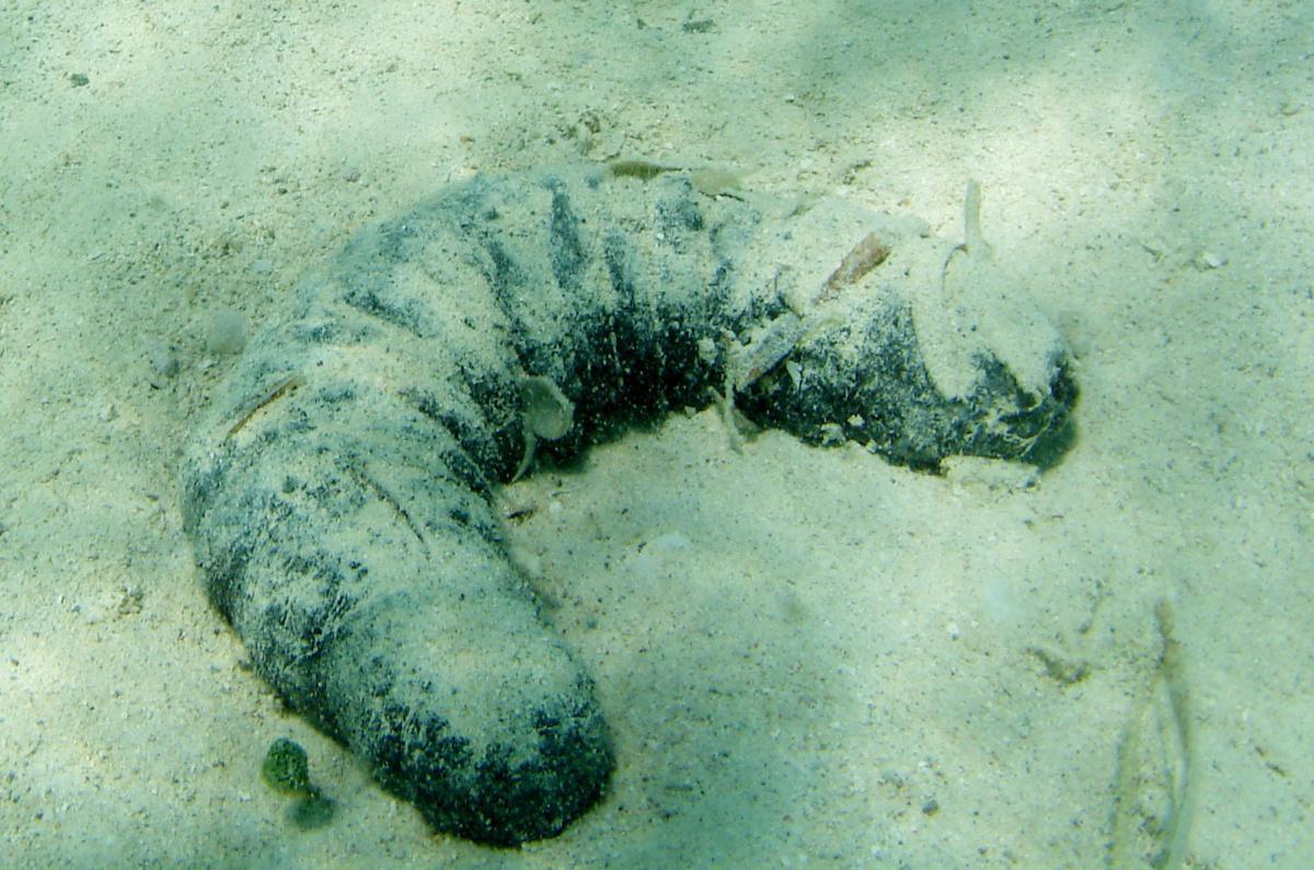 Concombres de mer Concombres de mer