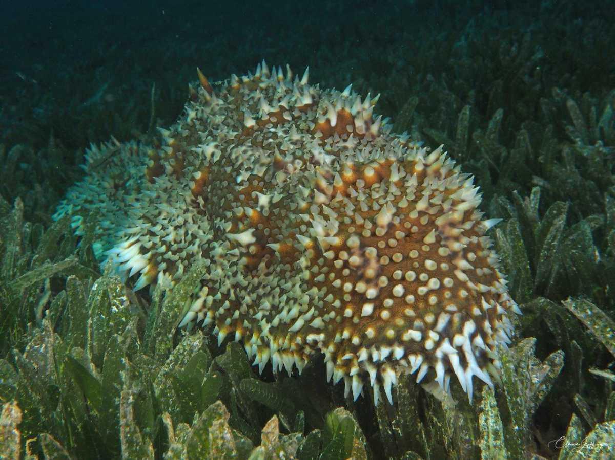 Concombres de mer