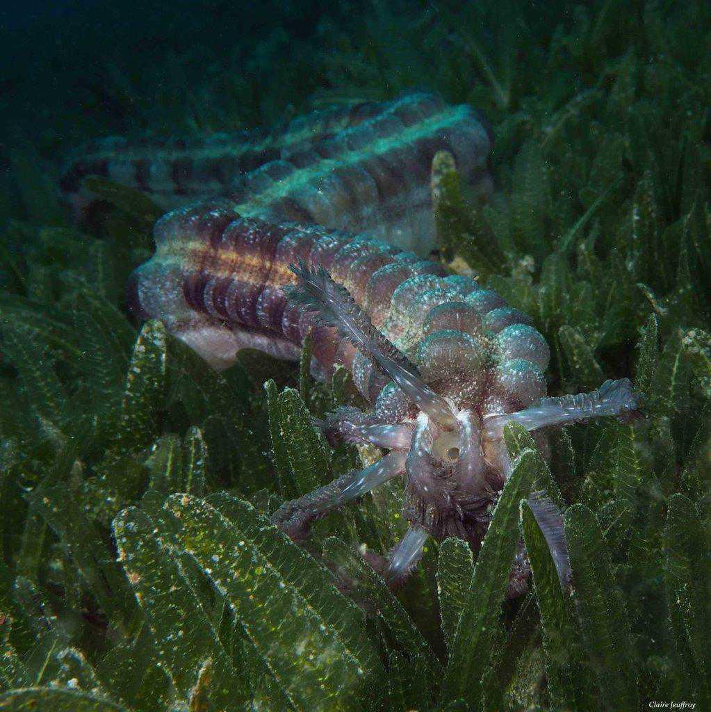 Concombres de mer