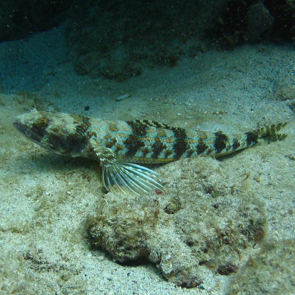 Poissons Lézards